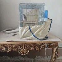 سهره نر کهنه قفس تو لک