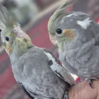 عروس هلندی ۵ ماهه