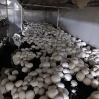 زمین درلبک روستای بالای