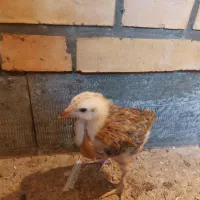 جوجه برهما پاتریچ