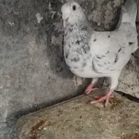 کبوتر ماده سار....