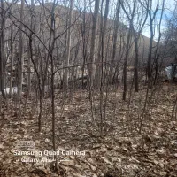 نهال گردو|خدمات باغبانی و درختکاری|بردسیر, |دیوار