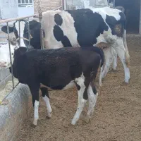 گاو و گوساله