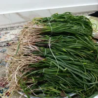 لیزک کوهی