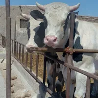 استخدام
