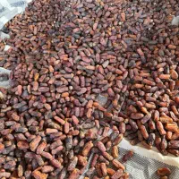برداشت خرمای پیارم.