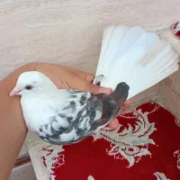 کبوتر پرشی