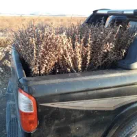 نهال زرشک درجه یک خراسان