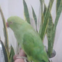 ملنگو