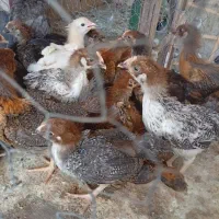جوجه محلی
