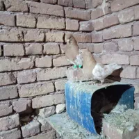 کله زرد سینه کله سرخ