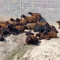 14تا میش|حیوانات مزرعه|فیروزه, |دیوار