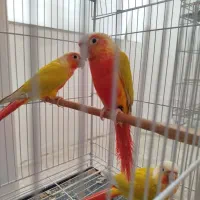 چهار عدد رچیک اورجینال جوانه سینه قرمز پشت زرد