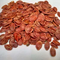 تخمه درجه یک|عمده‌فروشی|کرج, حصارک بالا|دیوار