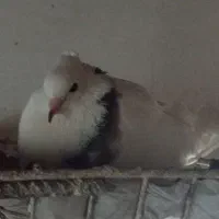 کفتر طوقی و دوتا زاغ چش نوک روزگاری