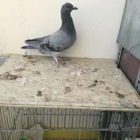 پلاکی خط سفید