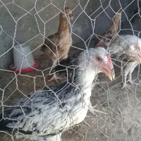 ۵عدد جوجه چاق شوروایی زابل جان دونه۲۷۰|حیوانات مزرعه|زاهدان, |دیوار