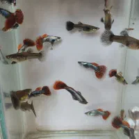 فروش ماهی گوپی|ماهی|اصفهان, شیخ اشراق|دیوار
