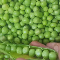 نخود فرنگی سبز و تازه درجه 1