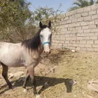 اسب عرب ترکمن نریون