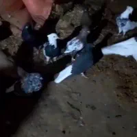کبوتر پرنده هویزه|پرنده|اهواز, آریاشهر|دیوار