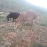 قوچ مغان چینی درجه یک باب گله