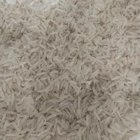 برنج هاشمی محلی گیلان