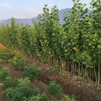 فقط خریداران امروز هدیه رایگان نهـال