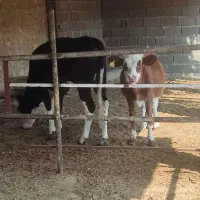 گوساله|حیوانات مزرعه|خورموج, |دیوار