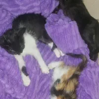 واگذاری بچه گربه