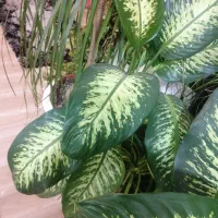 گل و گیاه آپارتمانی دیفن باخیا، یوکا ابلغ، فیکوس|گل و گیاه طبیعی|رشت, کوی غلام نیا|دیوار