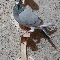 کفتر|پرنده|شیراز, کفترک|دیوار