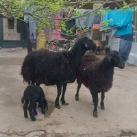 میش هترو درجه یک مشکی نیم لخت