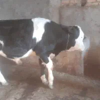گوساله