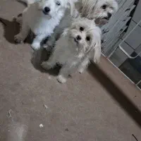 سگ شیزتو۳تا