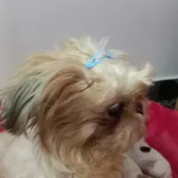 واگذاری توله های عروسکی بسیارزیبا