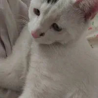 واگذاری گربه سفید واقعی