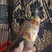 عروس هلندی نر و  ماده