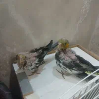 جوجه عروس هلندی