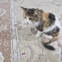 گربه سالم زیبا واگذار میشود
