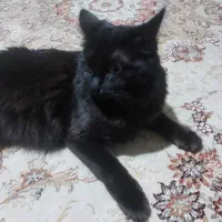 گربه سیاه  بریتیش