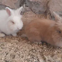 خرگوش