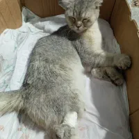 گربه اسکاشیش سیلور
