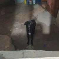 طوله سرابی ماده ۶ ماهه گله ای