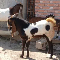 نری و کهره چپش پاکستانی