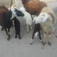 سه رس میش بره افشارجنس انتیک|حیوانات مزرعه|بروجرد, |دیوار