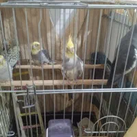 عروس هلندی سخنگو|پرنده|رباطکریم, نصیرشهر|دیوار