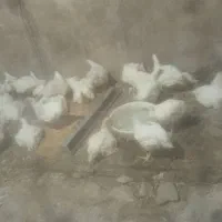 فروش مرغ گوشتی|حیوانات مزرعه|لردگان, |دیوار