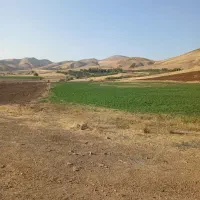 نیازمند چوپان