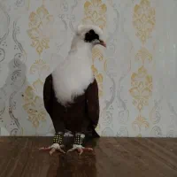 کلاغ کربلایی  کاکولی   کلاغ زرد ماده